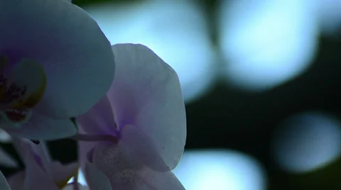 Pink orchid background moving on the wind Stock Footage 36703279