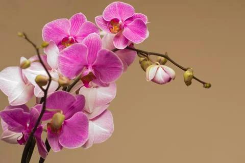 The pink orchid on  background Stock Photos