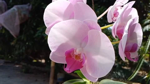A pink orchid in bloom. Stock Footage 321628019