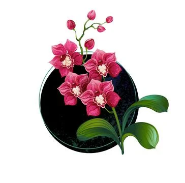 Pink orchid in circle Stock Illustration