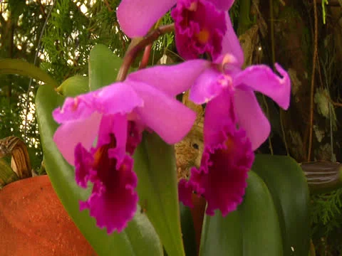 Pink Orchid Closeup Video stock 26442730