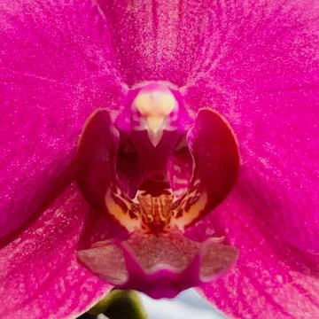 Pink Orchid (The Eagle) Fotos de archivo