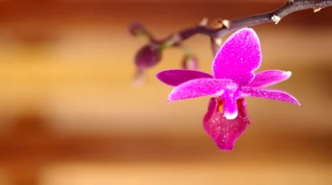 Pink orchid flower Stock Footage 48191382