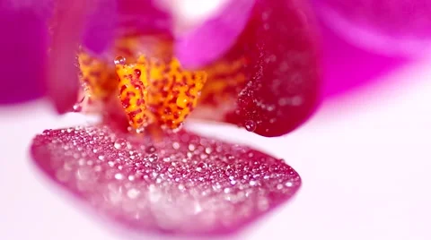 Pink orchid flower Stock Footage 48191399