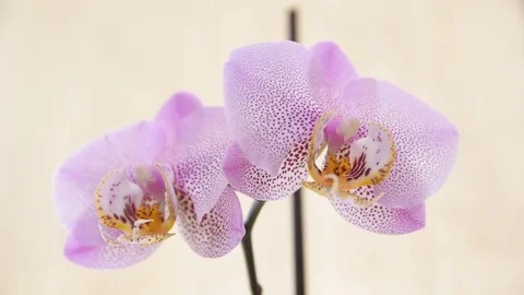 Pink orchid flower Stock Footage 74454292