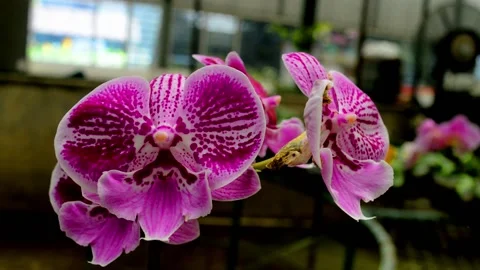 Pink orchid Flower Stock Footage 229603496