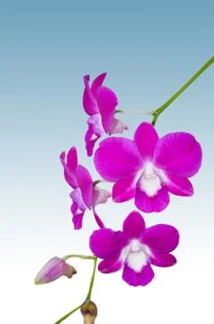 Pink orchid flower Stock Photos
