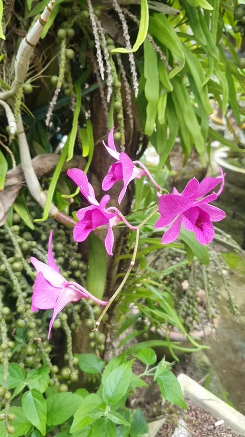 Pink orchid flower on tree trunk Stock Footage 312359246