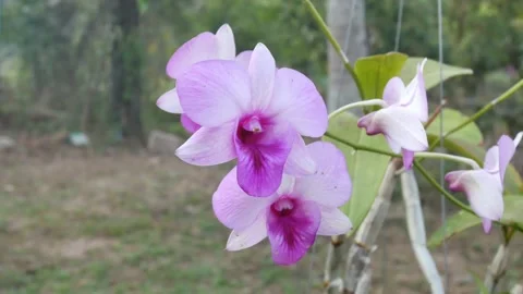 Pink Orchid flowers. Stock Footage 149017133