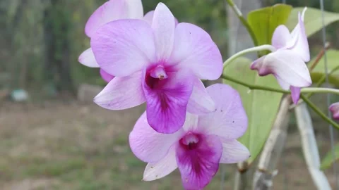 Pink Orchid flowers. Stock Footage 149017162