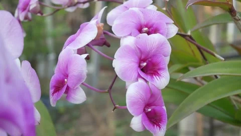 Pink Orchid flowers. Stock Footage 149017188