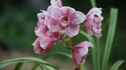 Pink orchid Stock Footage 4280032