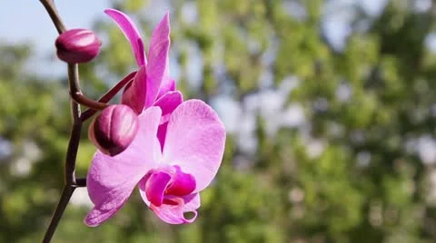 Pink orchid Stock Footage 11116034