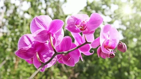 Pink orchid Stock Footage 11225624