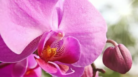 Pink orchid Video stock 11225828
