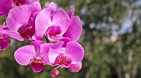 Pink orchid Stock Footage 25487185