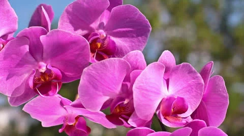 Pink orchid Stock Footage 25510559