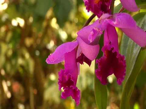 Pink Orchid Video stock 26439600