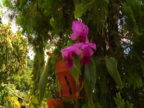 Pink Orchid Stock Footage 26442761