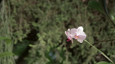 Pink orchid Stock Footage 59515729