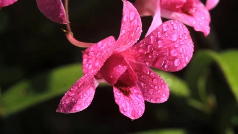 Pink orchid Video stock 127271091