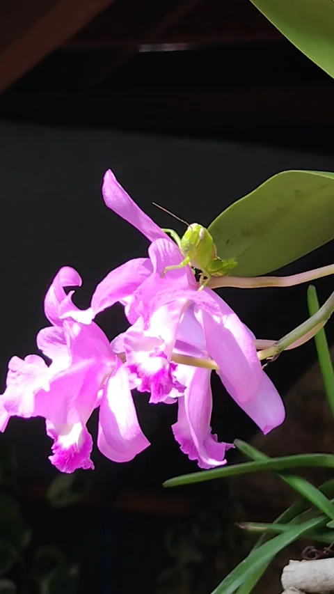 Pink orchid with grasshopper Stock Footage 299983934