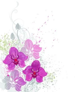Pink orchid Stock Illustration
