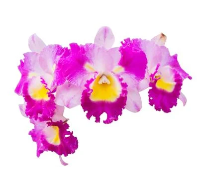 Pink orchid isolated Stock Photos