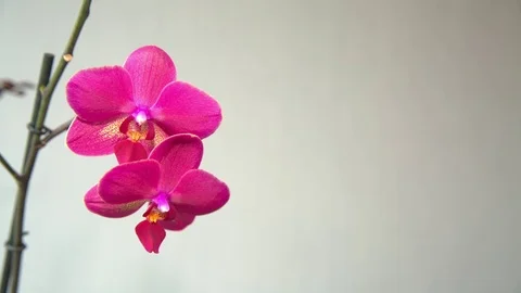 Pink Orchid on a light background Vídeo Stock 72461660