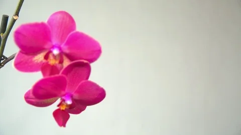 Pink Orchid on a light background Stock Footage 72530058
