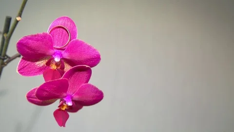 Pink Orchid on a light background Vídeos de archivo 72533388