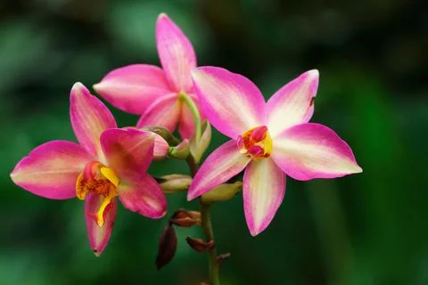 Pink orchid for pattern and background Stock Photos