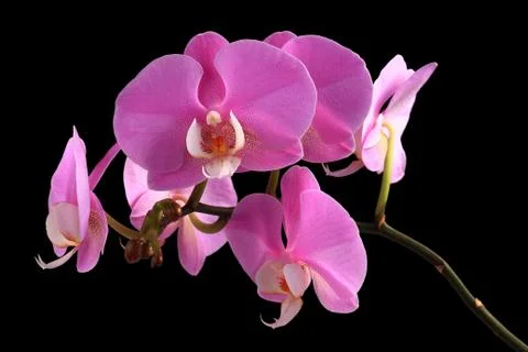 Pink orchid phalaenopsis Stock Photos