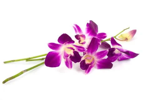 Pink orchid Stock Photos