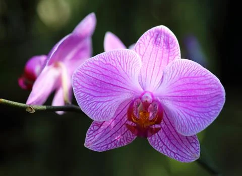 Pink orchid Stock Photos
