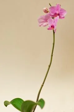 Pink orchid Stock Photos