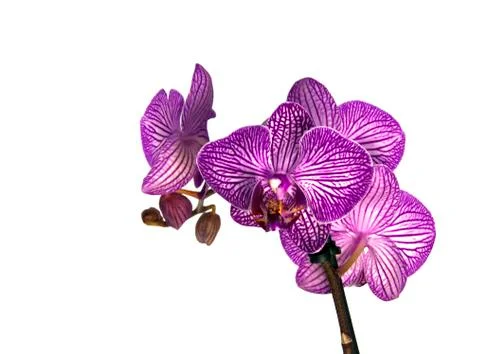 Pink orchid Stock Photos