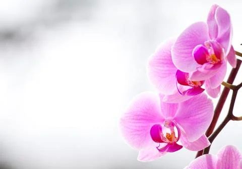 Pink orchid Foto stock