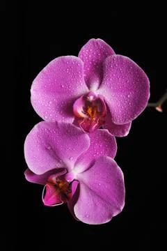 Pink orchid Stock Photos