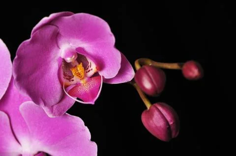 Pink orchid Stock Photos