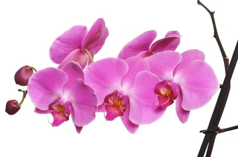Pink orchid Stock Photos