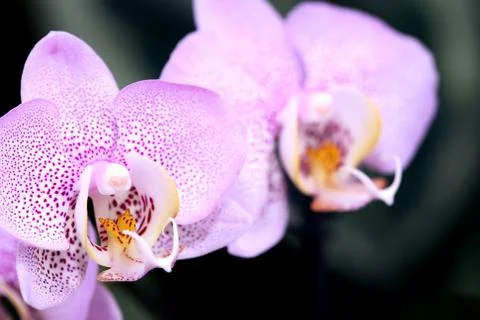 Pink orchid Stock Photos