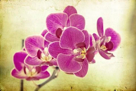 Pink orchid Foto stock