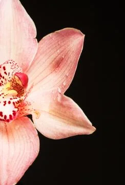 Pink orchid Stock Photos
