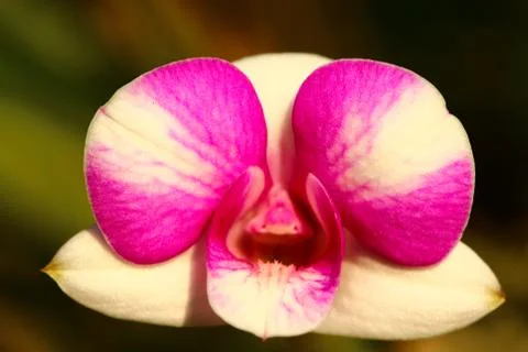 Pink orchid. Stock Photos