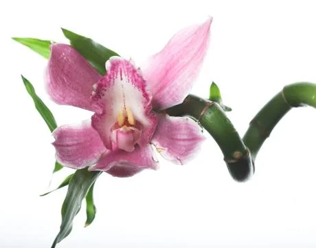Pink orchid Stock Photos
