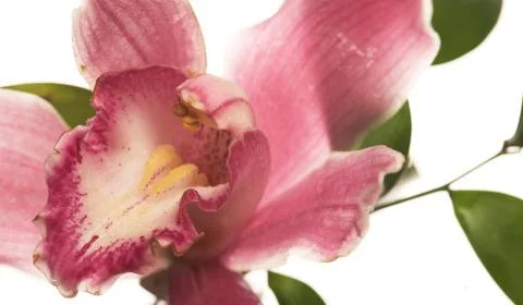 Pink orchid Stock Photos