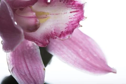 Pink orchid Stock Photos
