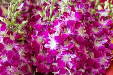 Pink orchid Stock Photos