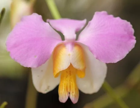 Pink Orchid Stock Photos